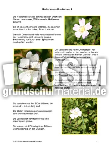 Heckenrose-Hundsrose-1.pdf